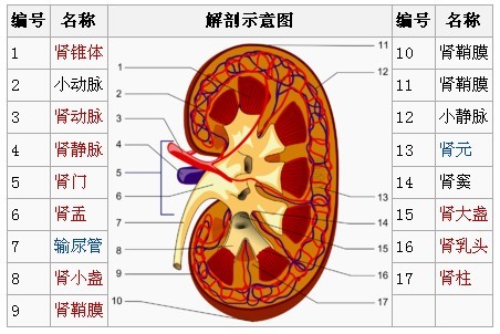 肾脏解剖图详细图图片